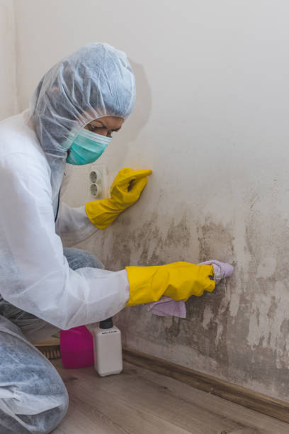 Best HVAC Mold Inspection and Cleaning  in Apison, TN