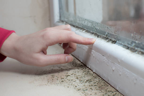 Best Real Estate Mold Inspection  in Apison, TN