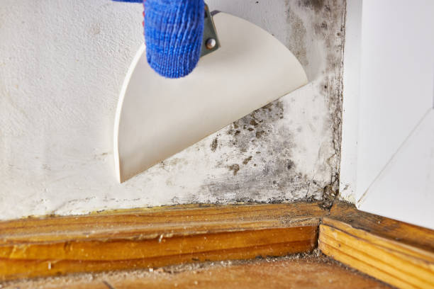 Asbestos and Lead Testing During Mold Inspection in Apison, TN